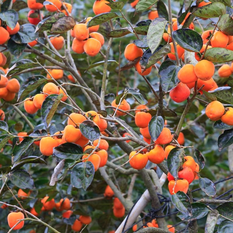 Persimmon Tree Live Plant, 6-12 Inch Tall Hardy Persimmon Tree Plant in Quart Pot, Dormant in Winter
