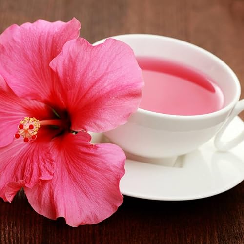 Miniatura 8 de Hibisco Rosa. rosa-sinensis. Planta Viva - Hibisco Tropical en Flor, Flores Bonitas, Usado en Té y Jugo (4 Copas de Hibisco Rosa)
