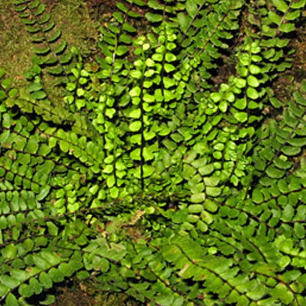 6x Braunstieliger Streifenfarn - Asplenium trichomanes - Topf 9x9cm - Robuster Steinfarn für Garten