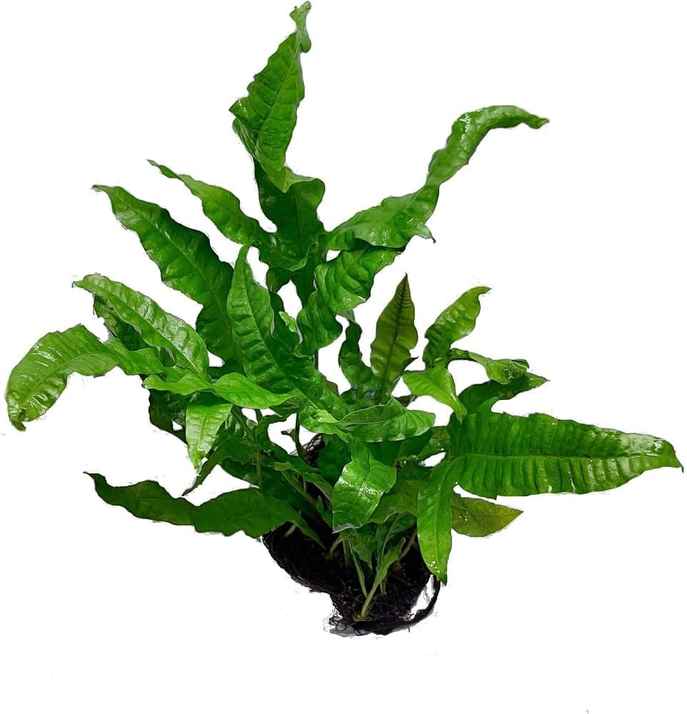 Java Fern Microsorum Pteropus Live Aquatic Fern Plant Leptochilus Pteropus for Tropical Fish Tank & Midground Jungle Aquascape Setup 10-20 Cm Size (5 Healthy Live Farn Plant)-image-24