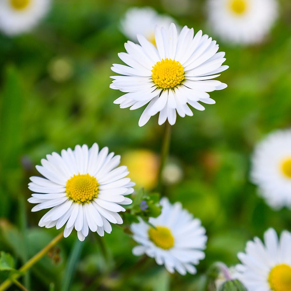 Shasta Daisy Alaska Seeds – Cottage Classics for Borders & Cutting – Hardy Perennial – for Your Beautiful Garden