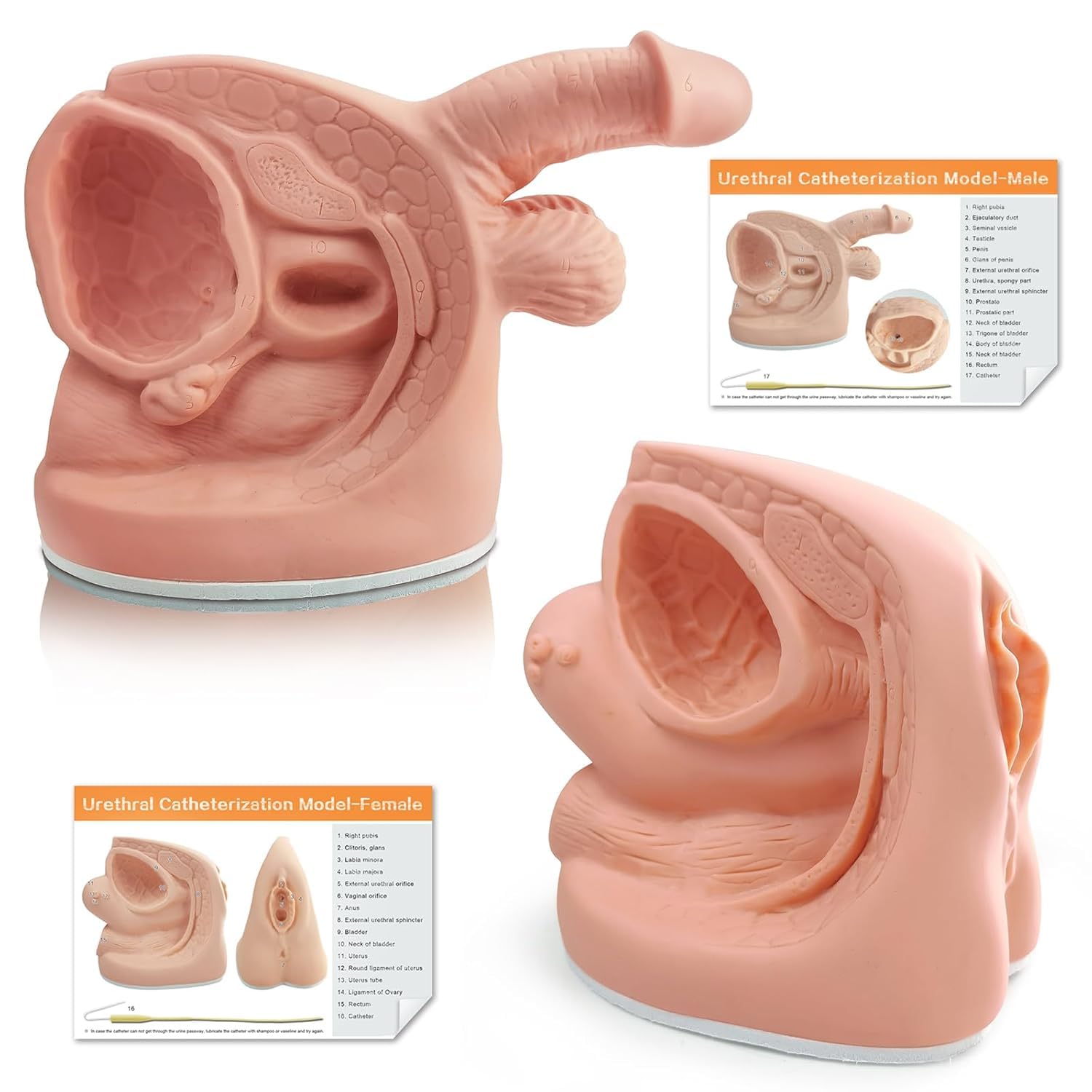 Anatomía Masculina Femenina Modelos De Cateterismo 2 Pcs Modelos De Anatomía Genital Externa Interna para Enseñanza Clínica Educación Médica Formación Práctica