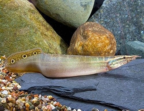 Santboz Peacock EEL 5–7” Freshwater Fish