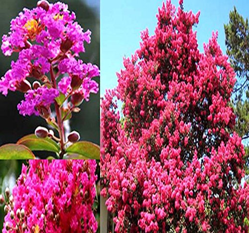 100 x Crape Myrtle Mix Tree Seeds - Blooms Last 120 Days - Lagerstroemia Indica - Perfect As Shrub Or Small Tree - Zones 6-9 - by MySeeds.Co 100 x Crape Myrtle Mix Tree Seeds - Blooms Last 120 Days - Lagerstroemia Indica - Perfect As Shrub Or Small Tree - Zones 6-9 - by MySeeds.Co