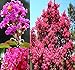 100 x CRAPE MYRTLE MIX Tree Seeds - BLOOMS LAST 120 DAYS - Lagerstroemia indica - Perfect As Shrub Or Small Tree - Zones 6 - 9 - By MySeeds.Co