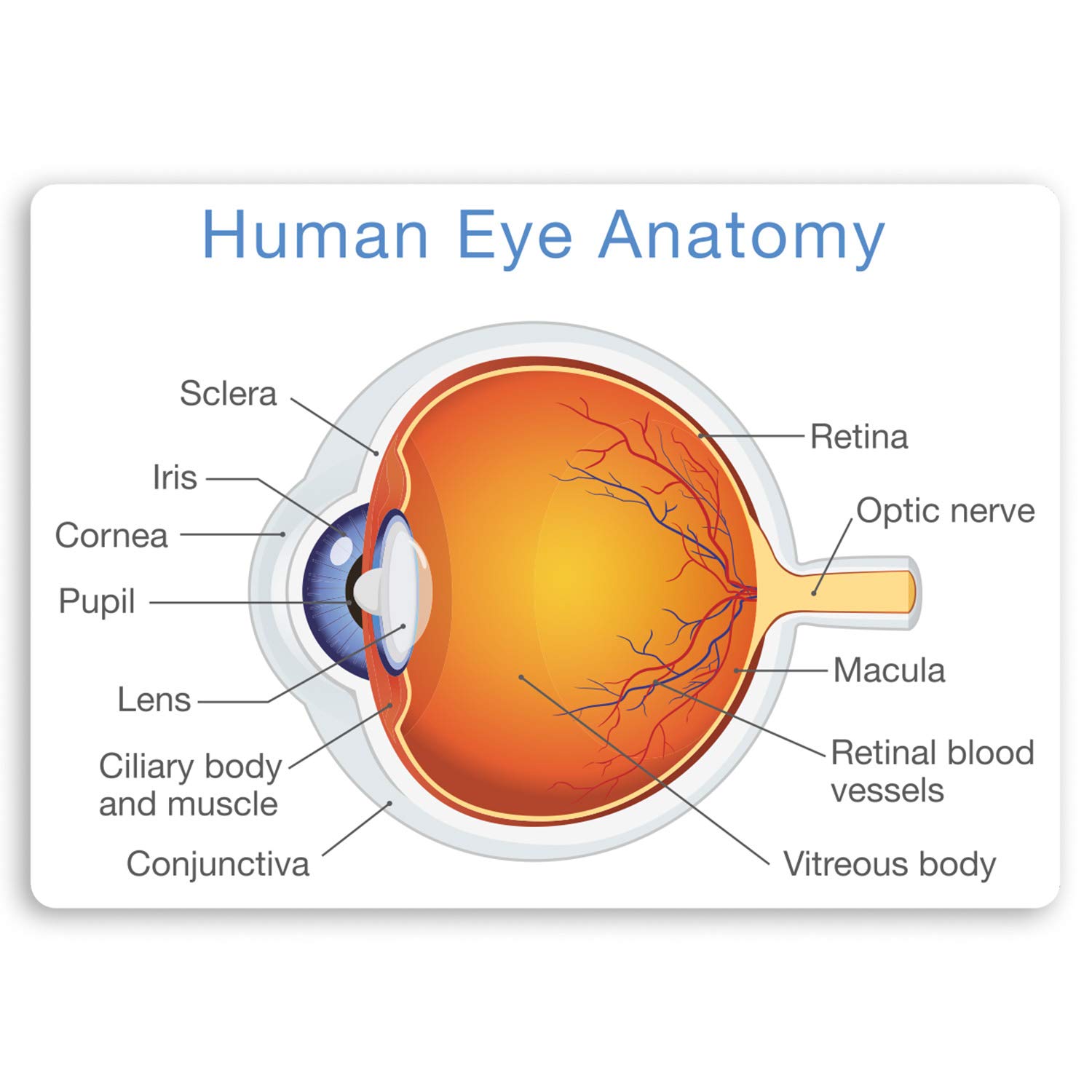 Destination Vinyl Ltd 2 x 10cm Human Eye Diagram Stickers Biology Science Teacher Sticker #34405 (10cm Wide)