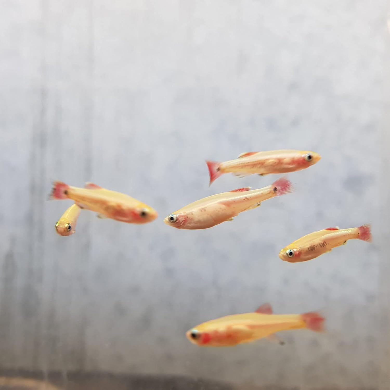 Gold White Cloud Mountain Minnow (Pack of 12 Fish) - Aquarium Exotic Freshwater Live Fish