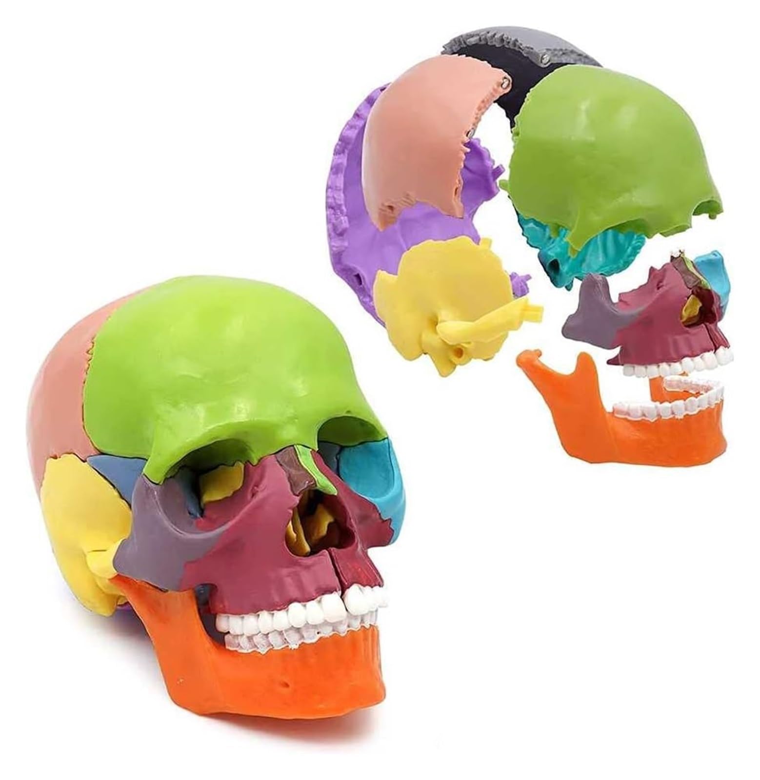 Modelo de cráneo humano didáctico a color interactivo con 15 piezas y mandíbula móvil