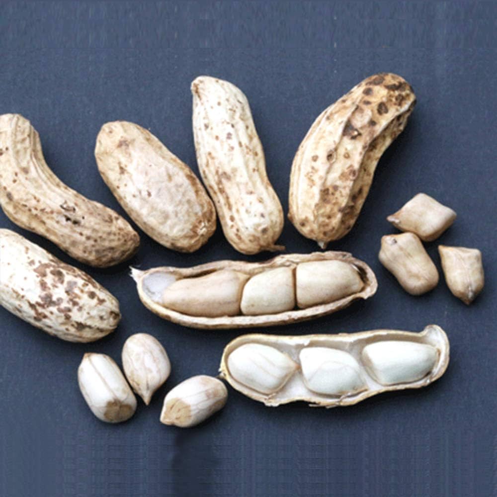 ころ　16日着　京都府産　ピーナッツ苗　落花生の苗　83本 10,000円 ころ 16日着 京都府産 ピーナッツ苗 落花生の苗 83本 10,000円