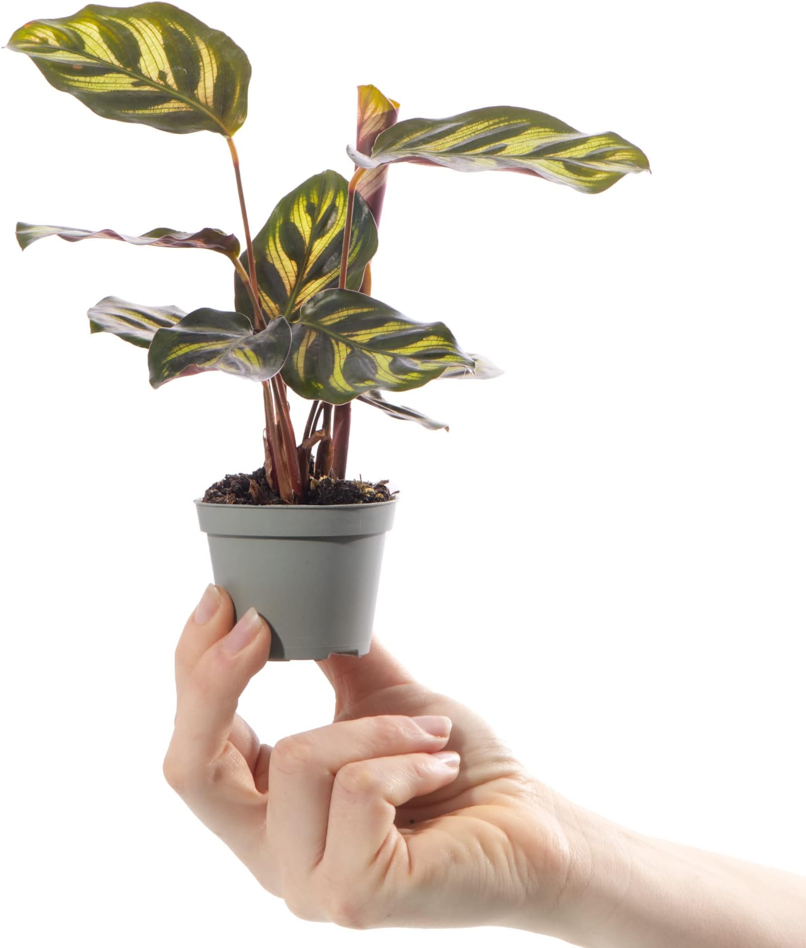 Baby Peackock Plant - Calathea Makoyana Small Indoor Tropical Houseplant 6cm Pot | Mini Plant with Patterned Foliage | for Home and Office | Grow Your Own Baby Plants