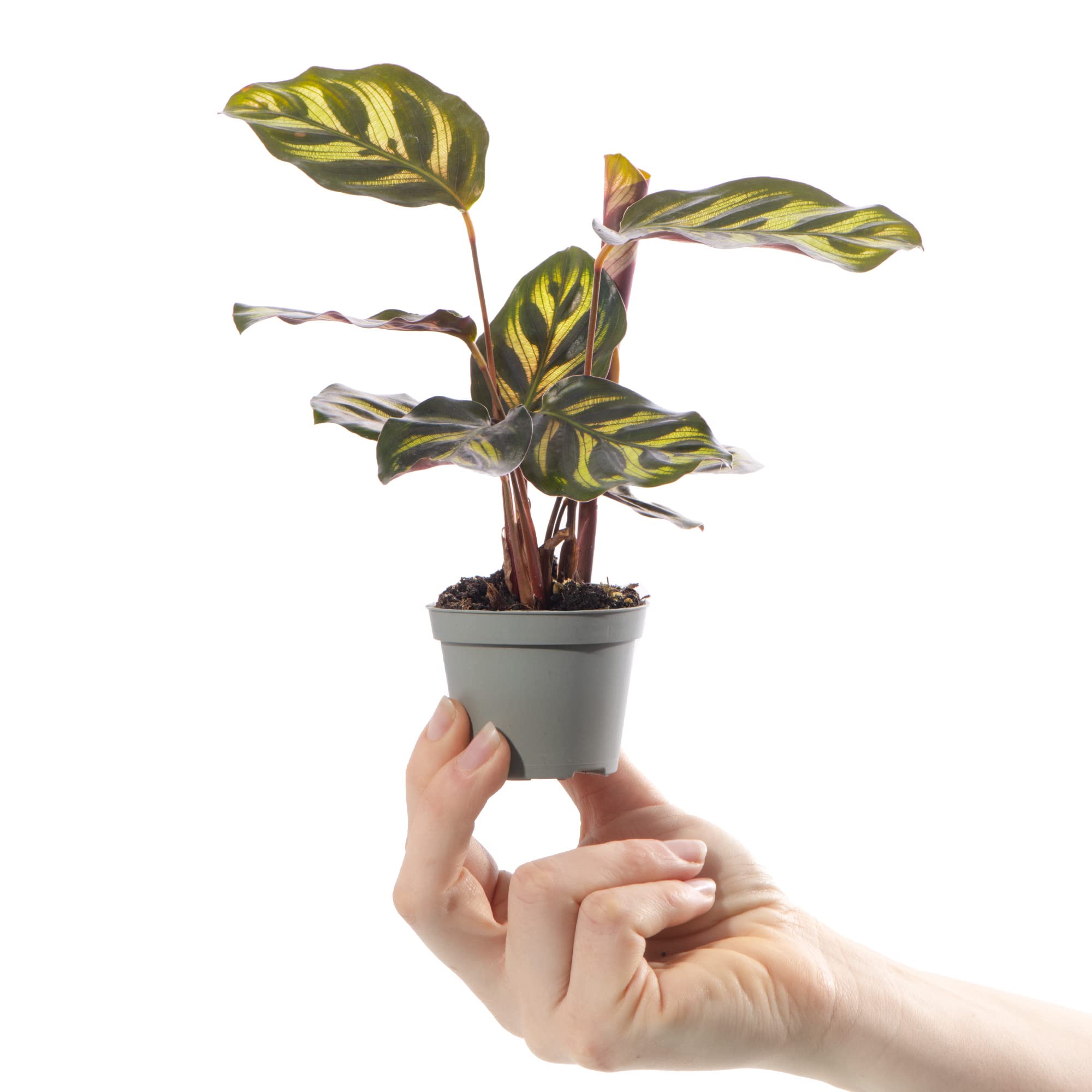 Baby Peackock Plant - Calathea Makoyana Small Indoor Tropical Houseplant 6cm Pot | Mini Plant with Patterned Foliage | for Home and Office | Grow Your Own Baby Plants