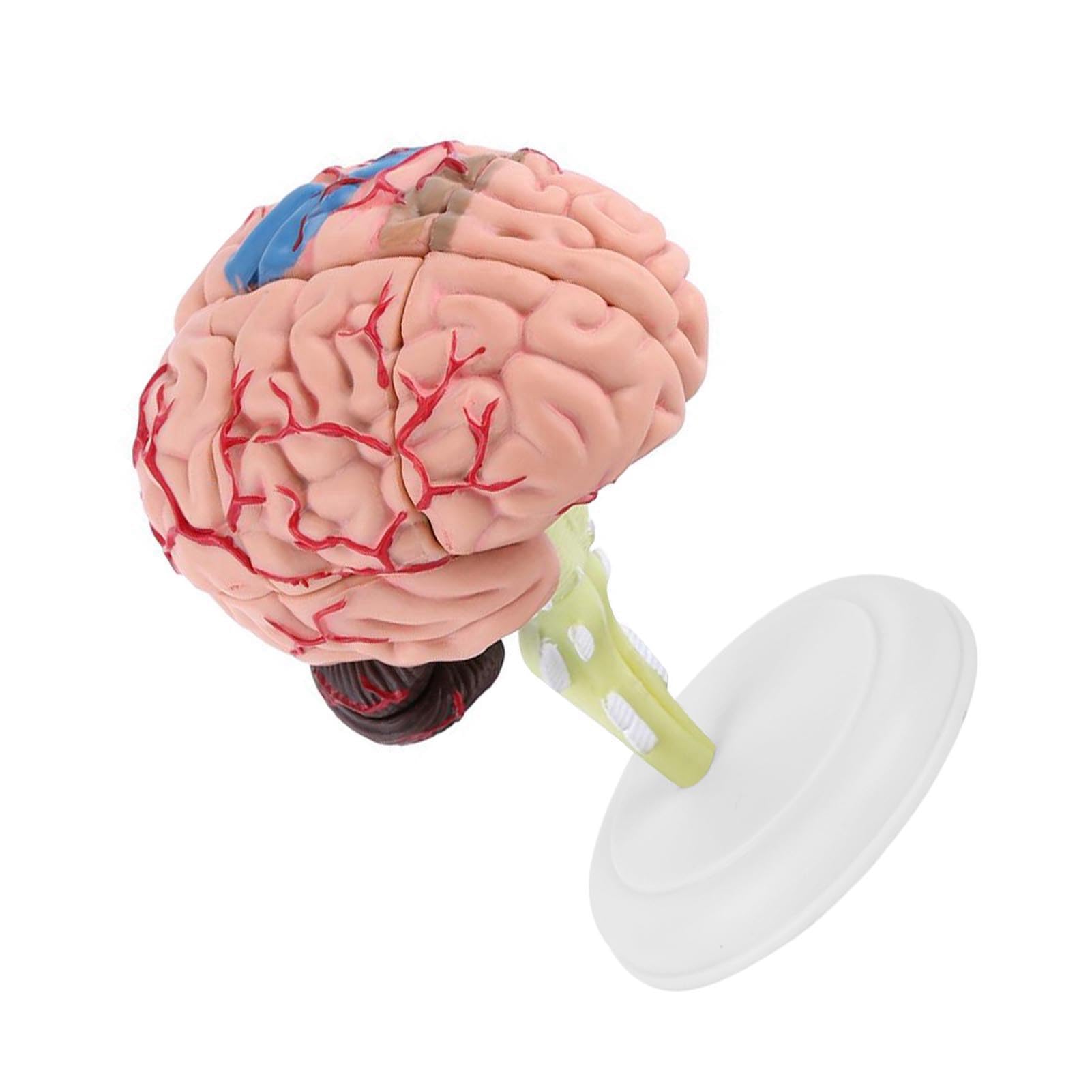 Modello Anatomico del Cervello Umano Pittura Colorata Strumento Didattico Medico Giocattolo per la Formazione Medica Plastica di Alta qualità per Studenti di Medicina