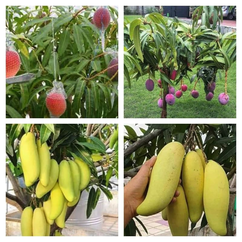 Royal Paradise Garden Rare Exotic Miyazaki Mango + Banana Mango Fruit 2 Healthy Grafted Live Plant