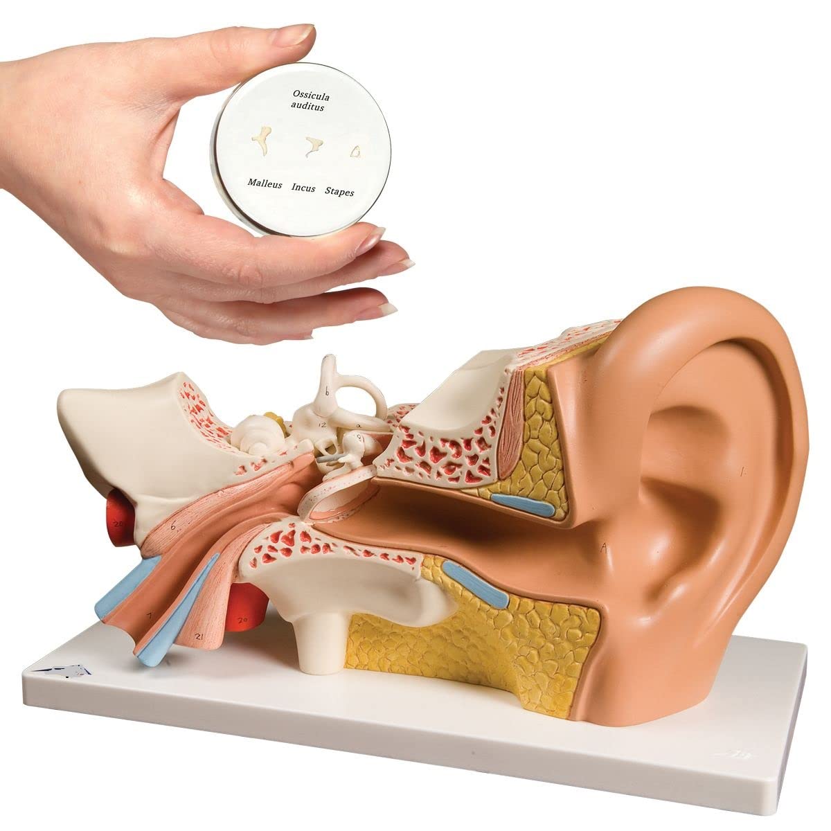 Professional PVC Outer Middle Inner Ear Model with Base for Medical Demonstration - 5 Times Human Ear Anatomy Model (B09Y3661W1) Amazon Price History, Amazon Price Tracker