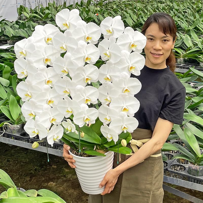 ツキウタ。 ツキウサ 11月 霜月隼 【中古】ぬいぐるみ ツキウサ。月の