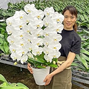 専用出品　大苗2本　2年生苗1本 専用出品 大苗2本 2年生苗1本