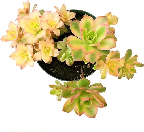 Miniatura 4 de Aeonium Kiwi de 4 pulgadas  Colección colorida prémium de plantas suculentas Aeonium vivas  Rosetas saludables suculentas totalmente arraigadas en