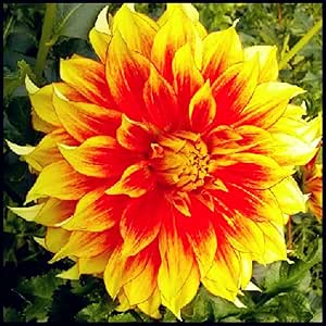 Dahlienzwiebeln,Kräftige Dahlienknollen,Dahlien Knollen Groß,Seltene