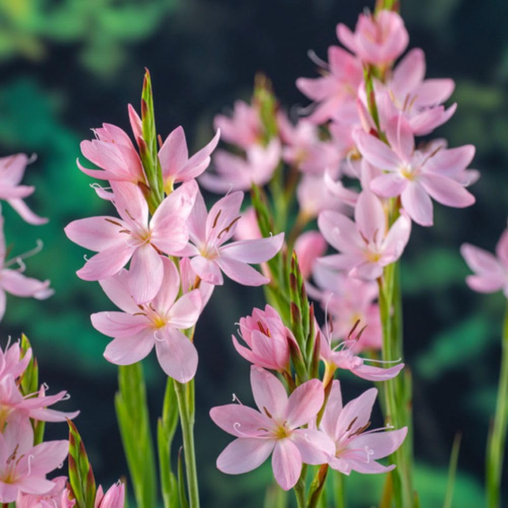 Schizostylis coccinea ‘Mrs Hegarty’ Pink Flag Lily Marginal Aquatic 9cm Pot x 1 Plant by Thompson & Morgan