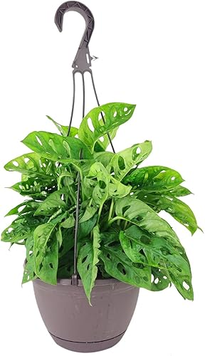 Miniatura 2 de Monstera Adansonii 'Swiss Cheese' (maceta cultivadora de 6 pulgadas)  Planta de interior purificadora de aire con flores blancas  Planta de interior