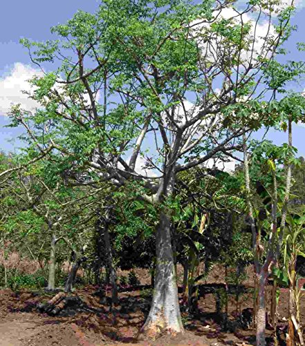 Asklepios-seeds® 1 Kg /1000 g Moringa stenopetala Seeds, VIABLE ! African Moringa, Cabbage-Tree, Rare, Genuine Seeds