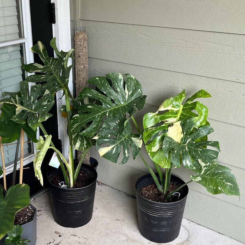 Monstera Plant Live, Monstera Live, House Plant Monstera 3 Inc Tall Bareroot, Live House Plant, Indoor Live Plant