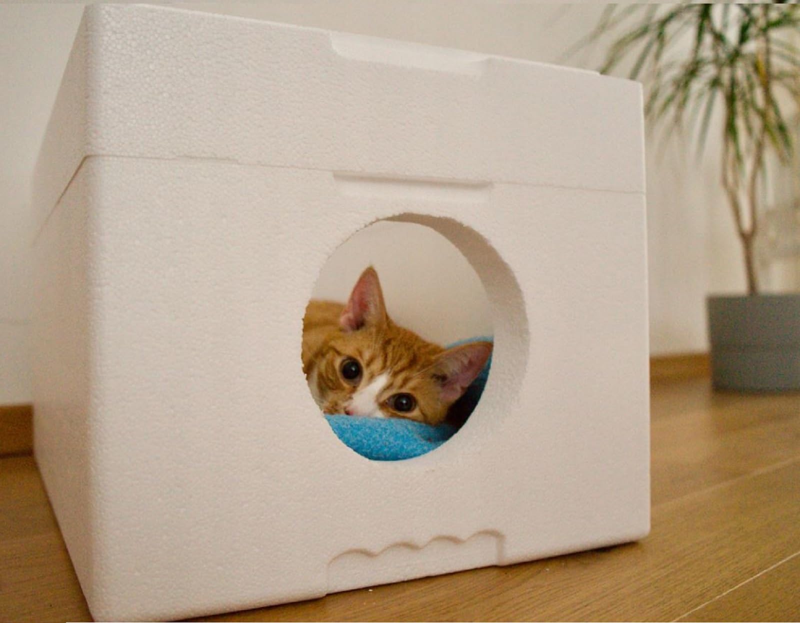 QLS Niche pour chat en polystyrène résistante aux intempéries - 58 x 38 cm - Abri isolé pour l'extérieur