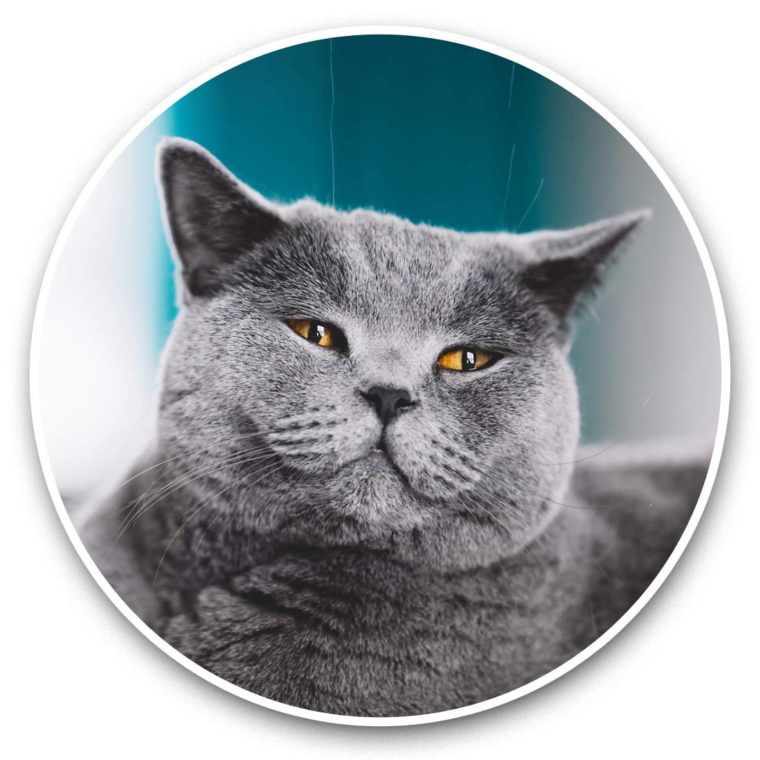 Destination Vinyl Ltd Grey British Shorthair Cat Kitten 45244 2 X 7.5Cm Vinyl Stickers - Grey British Shorthair Cat Kitten Decals 45244