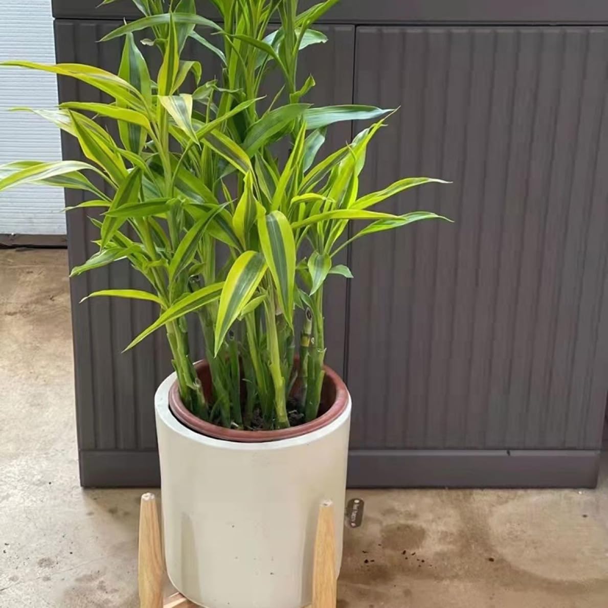 パキラ 約1.5メートル セメント鉢