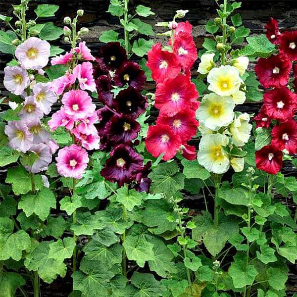 Hollyhock Mixed Colour Flower F1 Hybrid Seeds Germination Pack Of 30