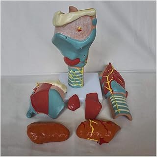 Enlarged Larynx Model - Removable 7 Parts Medical Teaching Model Human Organ Anatomical Model Larynx Anatomical Model - for Study Display Teaching