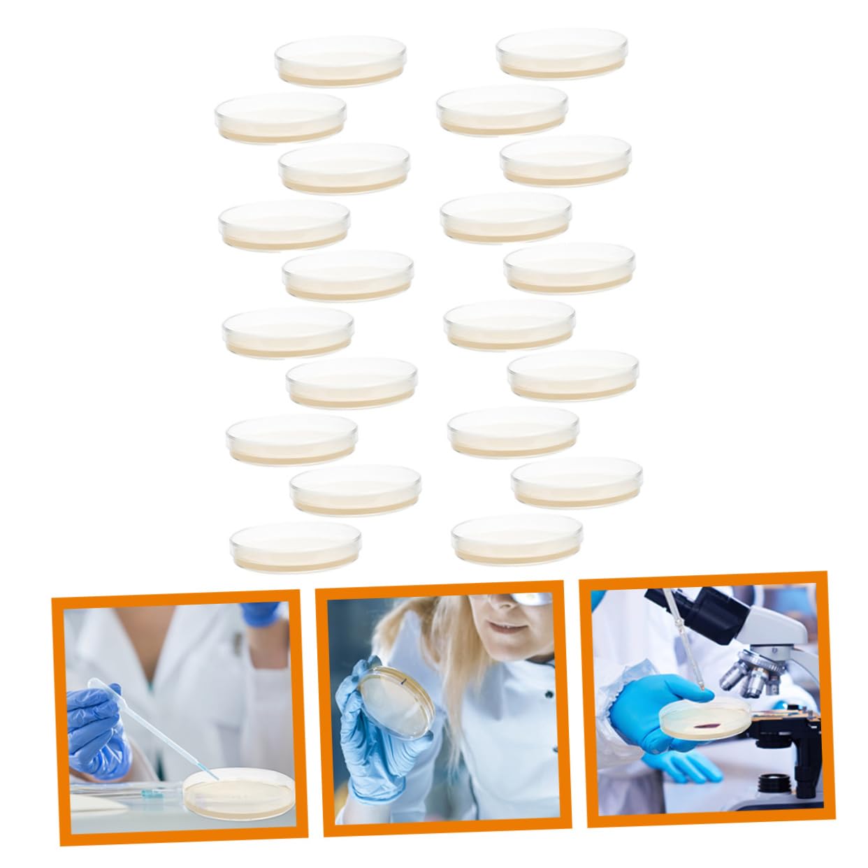 Piastre di Petri con Agar Nutriente 20 Pezzi, Piastre