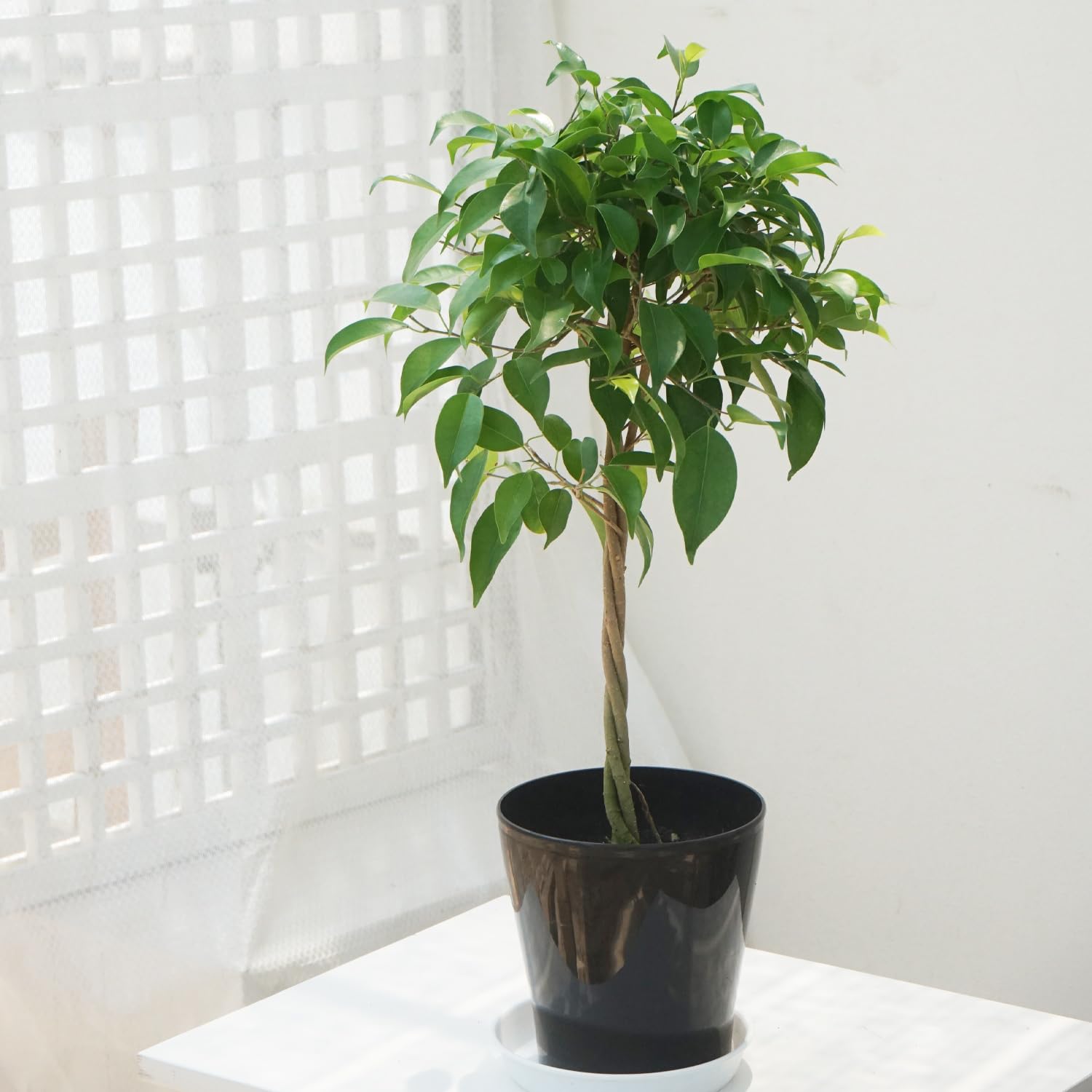 その他観葉植物 greensy127 Amazon.co.jp: 観葉植物 ベンジャミン 5号 1鉢 鉢皿付き Easy care