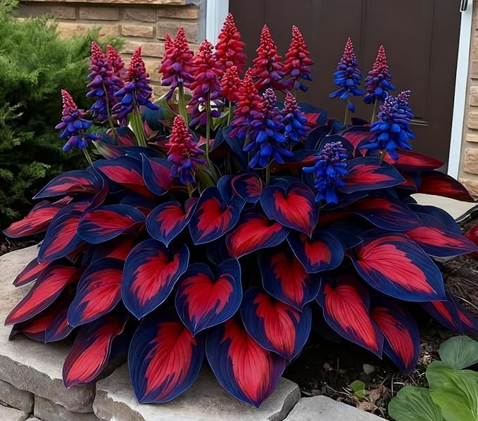 Grand Hosta Bulbs UK, Surprisingly Growing, Hardy Perennial, Potted Plants Rhizome, Garden Viewing, Landscape Design-10 Bulbs-H