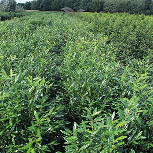 Gardline - Lorbeer Herbergii 160-180 cm. 3-150 St. Lorbeerhecke als grüner Sichtschutz Zaun - 110 St. (ca. 55 Meter) – Bild 4
