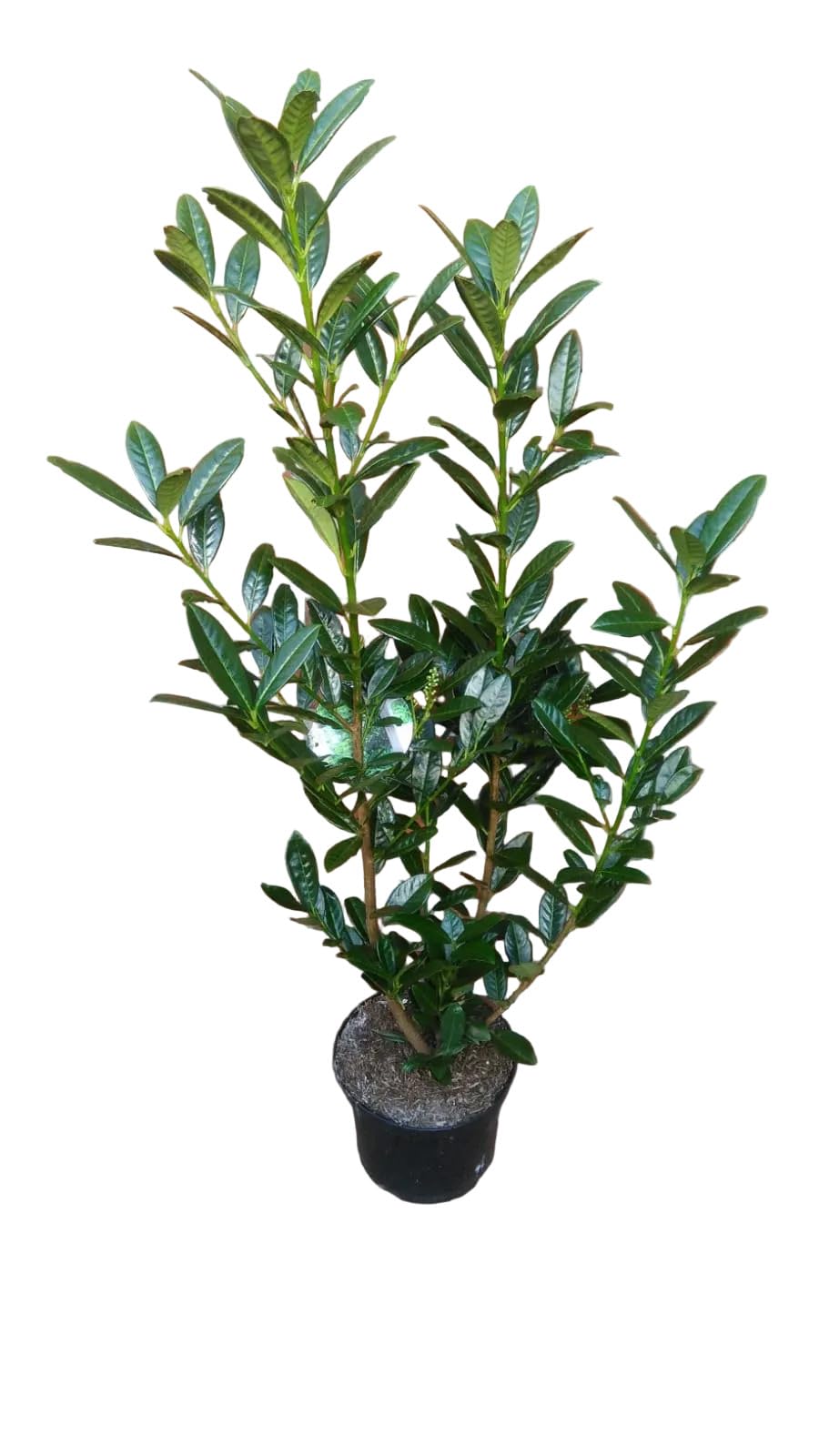 Prunus laurocerasus 'Genolia' Säulen-Kirschlorbeer, 10 Pflanzen, 80-100 cm