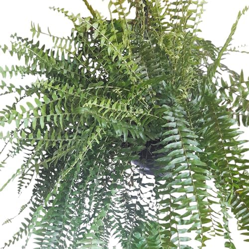 Samambaia Americana Planta natural 100% Verde exuberante Cuia 21 ...