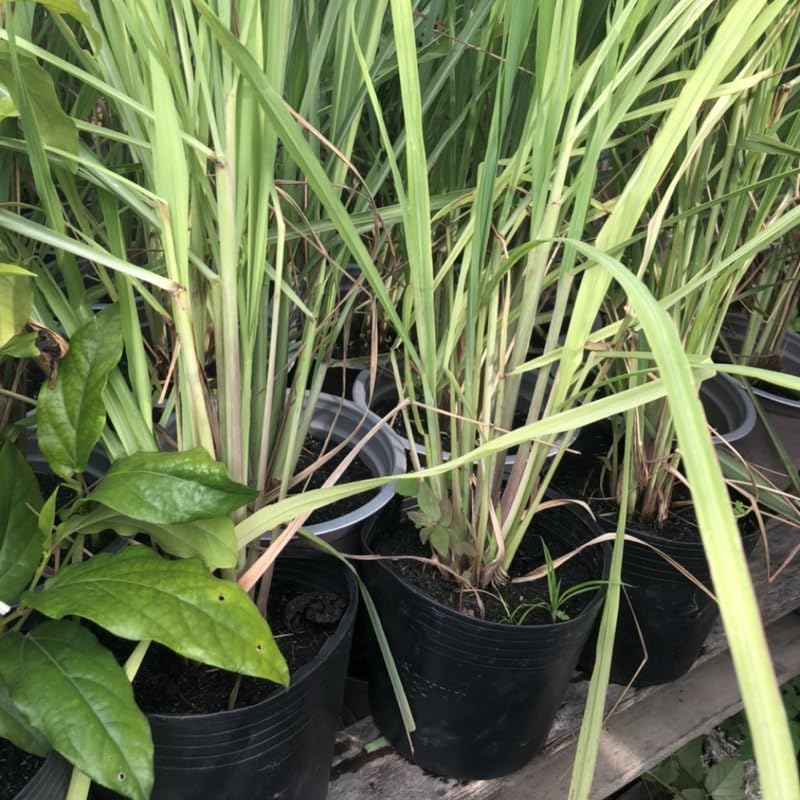 Miniatura 3 de Juego de 5 plantas de limoncillo, planta viva de hierba de limón de 5 a 8 pulgadas, tallos completamente enraizados