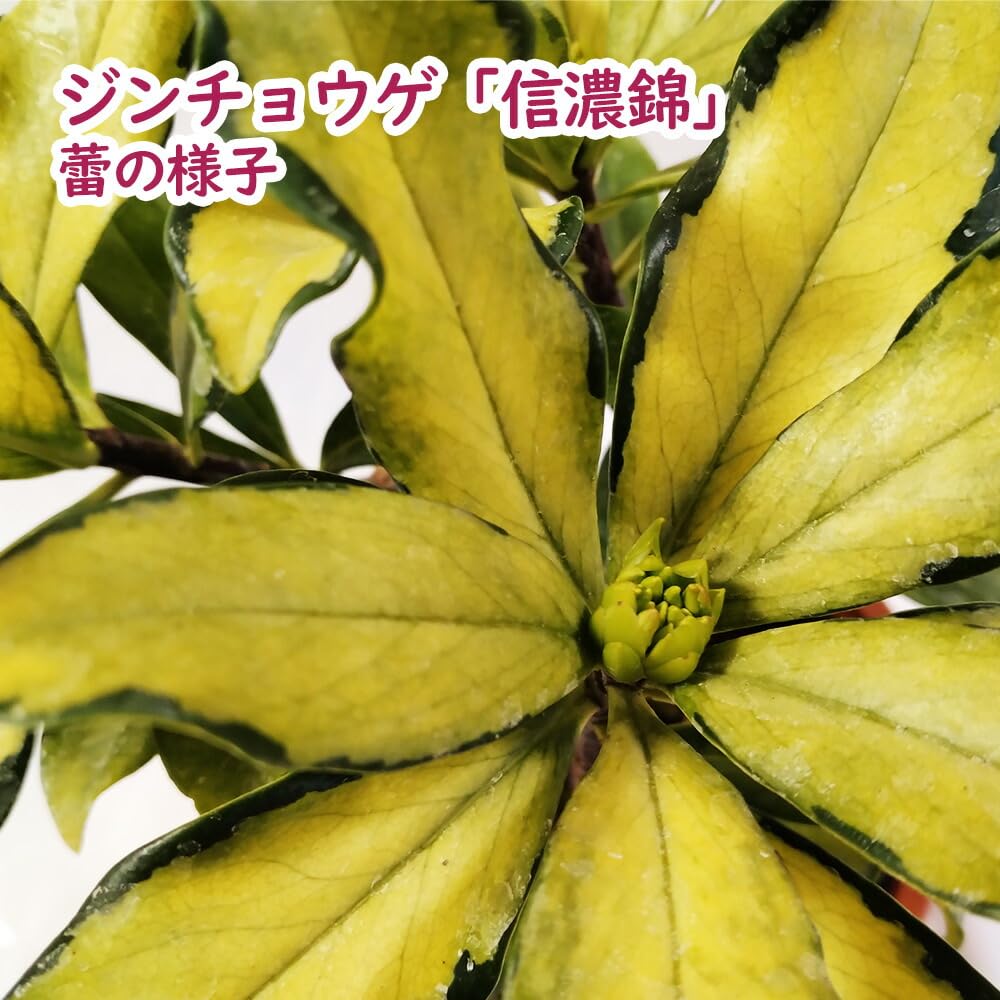 Amazon.co.jp: ジンチョウゲ『 信濃錦 (しなのにしき) 』4号鉢 樹高約