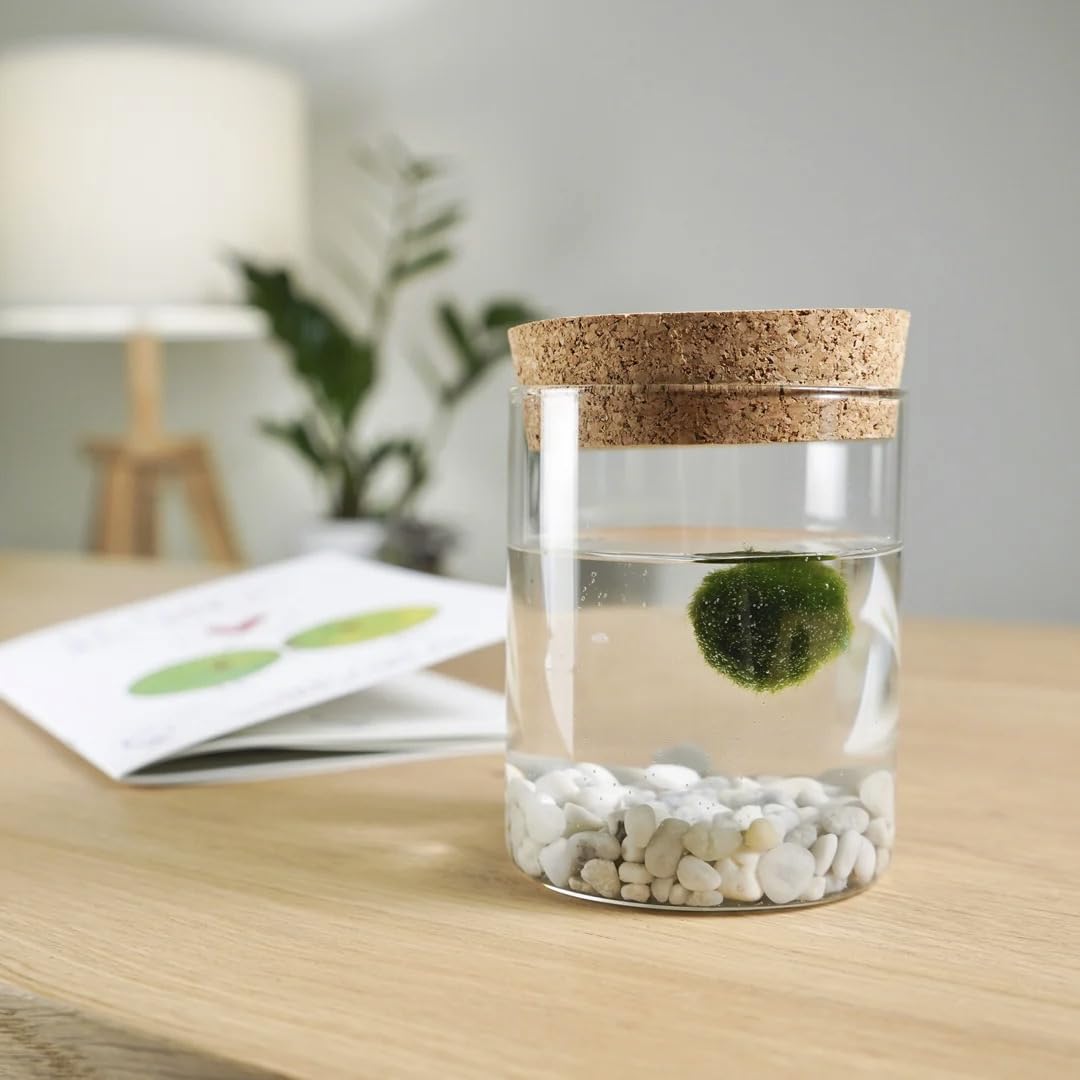 KAKI La Felicità è Nelle Piccole Cose Marimo Singolo Originale Vaso Vetro con Tappo Sughero Felicità, Artigianale, Fondale Rosa, Diametro 8cm, Altezza 11cm, Made in Italy
