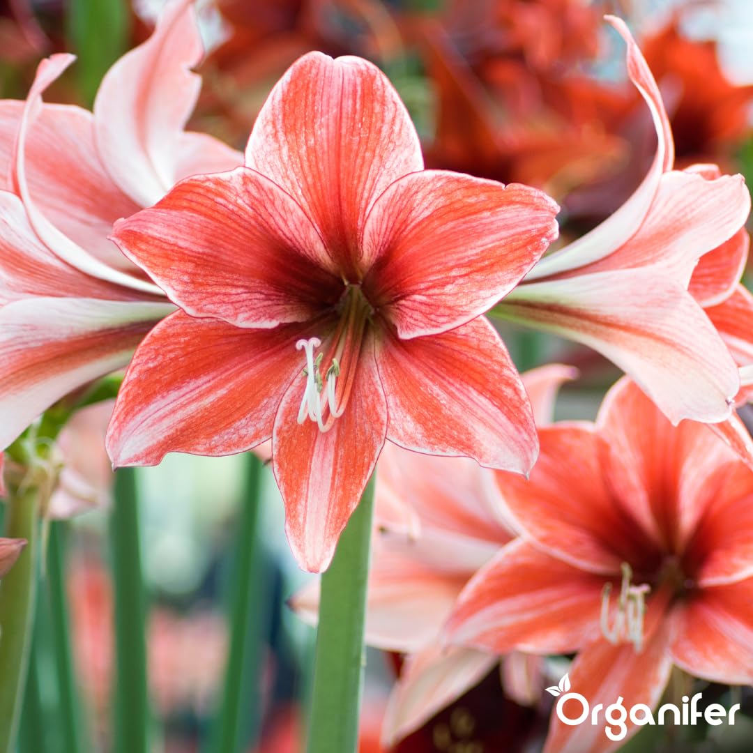 Amaryllis Płynny Nawóz - 10L - NPK 3-4-3 | Nawóz Płynny Dla Dużych Kwiatów I Mocnych Cebul - Wspomaga Rozwój Korzeni I Witalność - Organifer