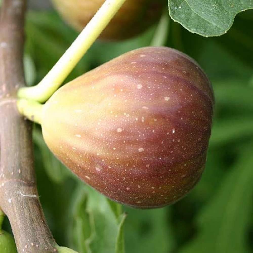 "Healthy Vibe Anjeer Fig Fruit Plant Live for Home Gardening – Ideal for Indoor & Outdoor, Easy Maintenance, High Yield Sapling for Fresh Figs" - (Pack of-2) (B0BXLKFP7Y) Amazon Price History, Amazon Price Tracker