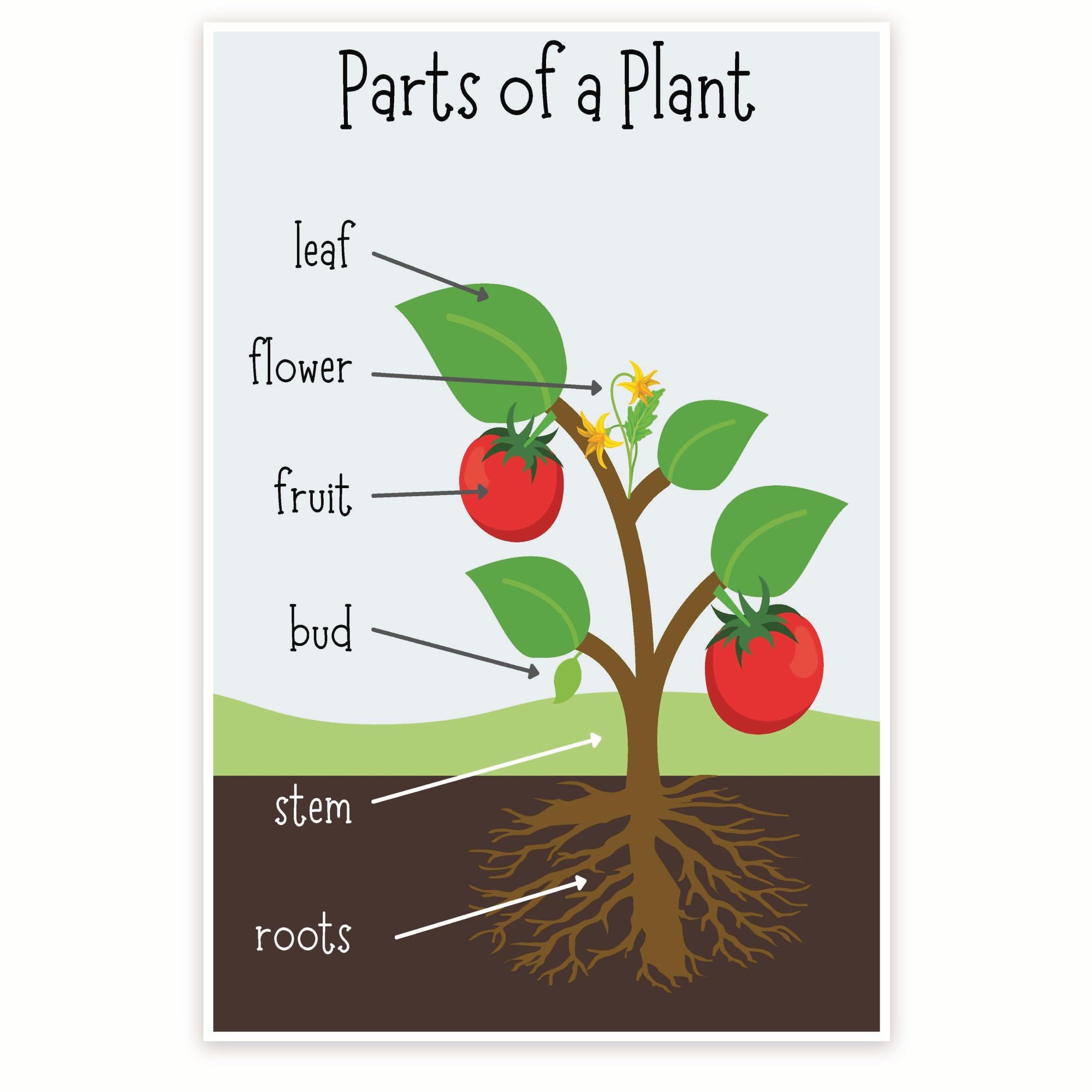 Bliss Monkey Co. Parts Of A Plant Poster - Anatomy Of A Plant - Science Classroom Poster - Early Learning Resources - 12 x 18 Inch Poster - Unframed - Premium 100lb Gloss - Made In USA - BMCP006