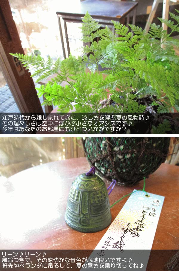 Amazon｜つりしのぶ 風鈴付き 涼を呼ぶ夏の風物詩 シノブ 和風 日本風