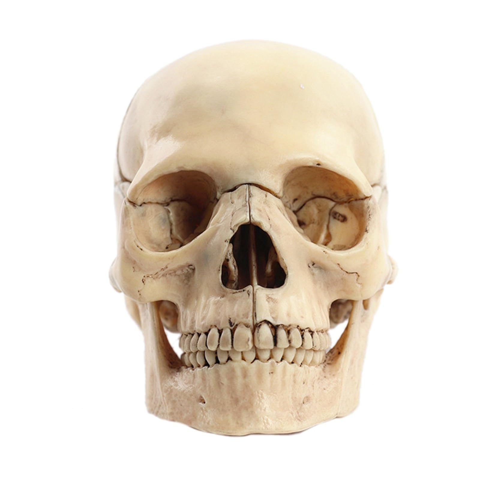 Modelo anatómico de calavera desmontado 1:2, modelo de enseñanza de esqueleto de anatomía desmontable de 15 partes