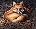 Dimensions PBN 20x16 Sunlit Fox