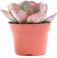 Vista 16 de Planta suculenta Echeveria viva - Suculenta Echeveria de 4 pulgadas con raíces completas (Echeveria Benitsukasa)