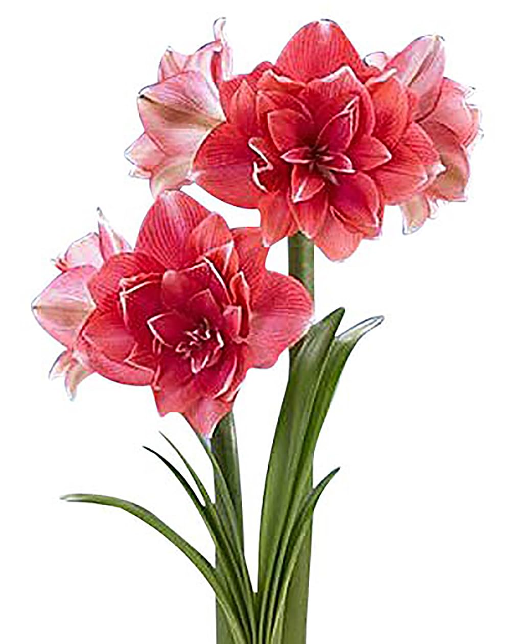 Double Dream Amaryllis - Bare Root Bulb - 28-30 cm - Double Pink Amaryllis