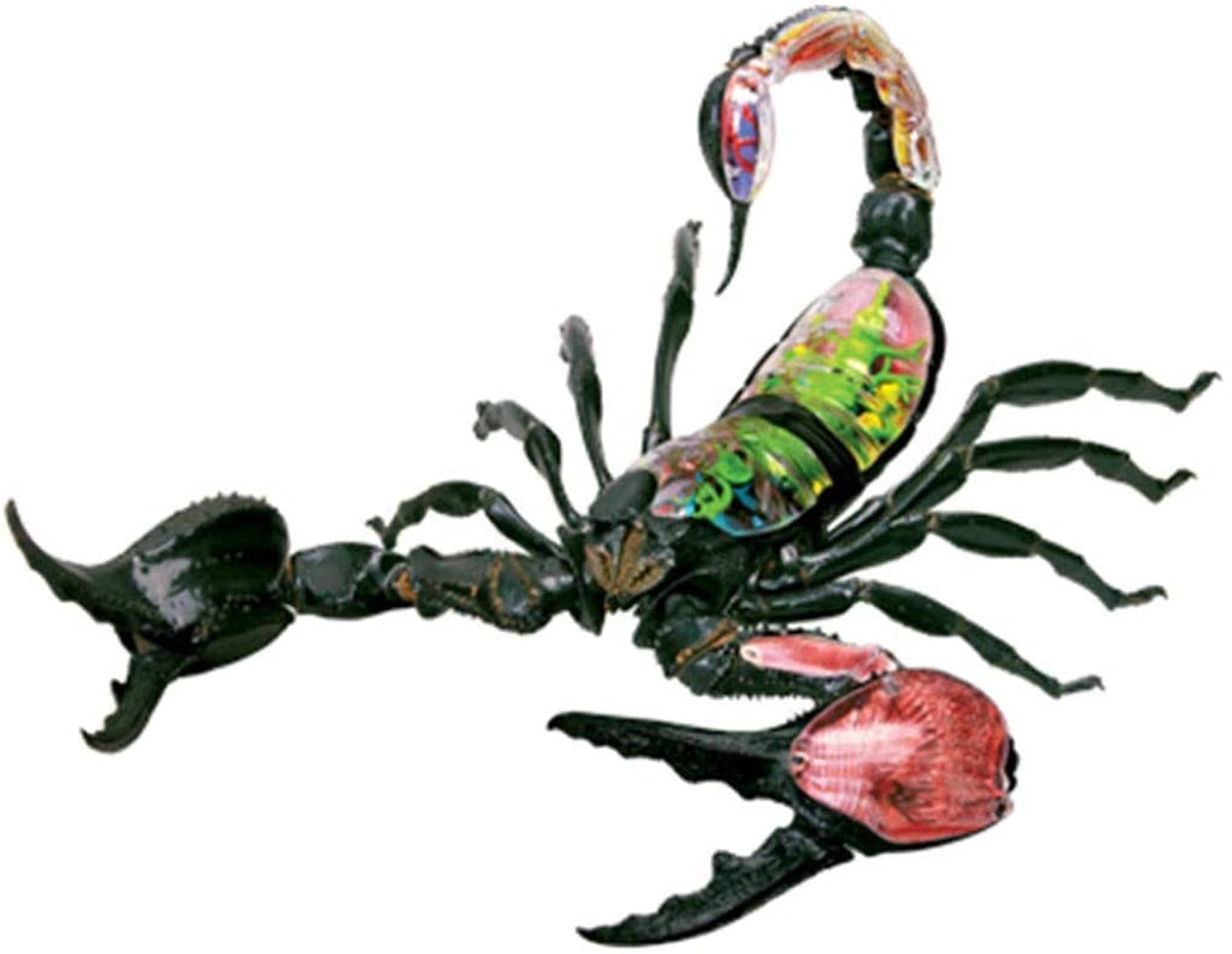 Anatomiczny model symulowany Skorpion 4D puzzle montaż zabawka organy zwierząt model nauczania nauk edukacyjnych, modele i materiały edukacyjne do demonstracji