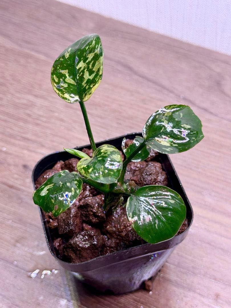 menehunecyan　※プロフ必読！ページ　アヌビアス　斑入りキング Amazon.co.jp: アヌビアス・ナナ 斑入りキング Anubias nana Variegata